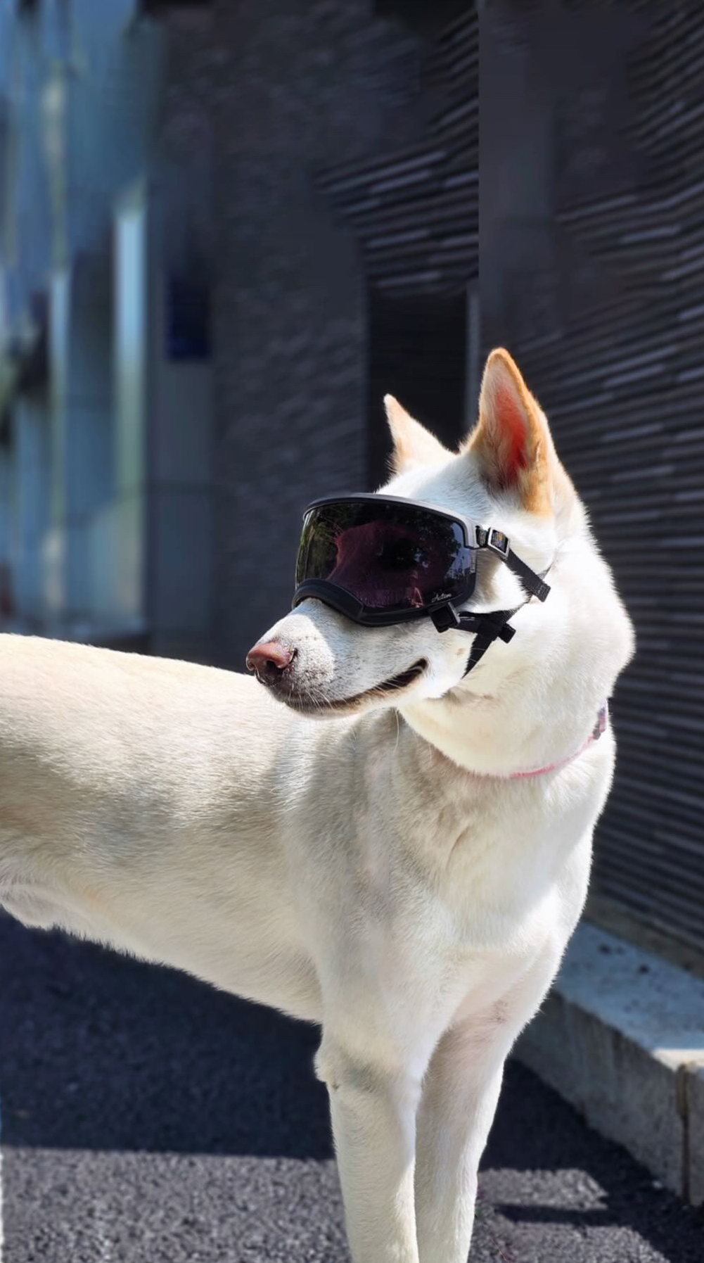 Read more about the article Kyunglas Large Dog Goggles: Military-Grade Tested, World’s First Toric Lens for Dogs