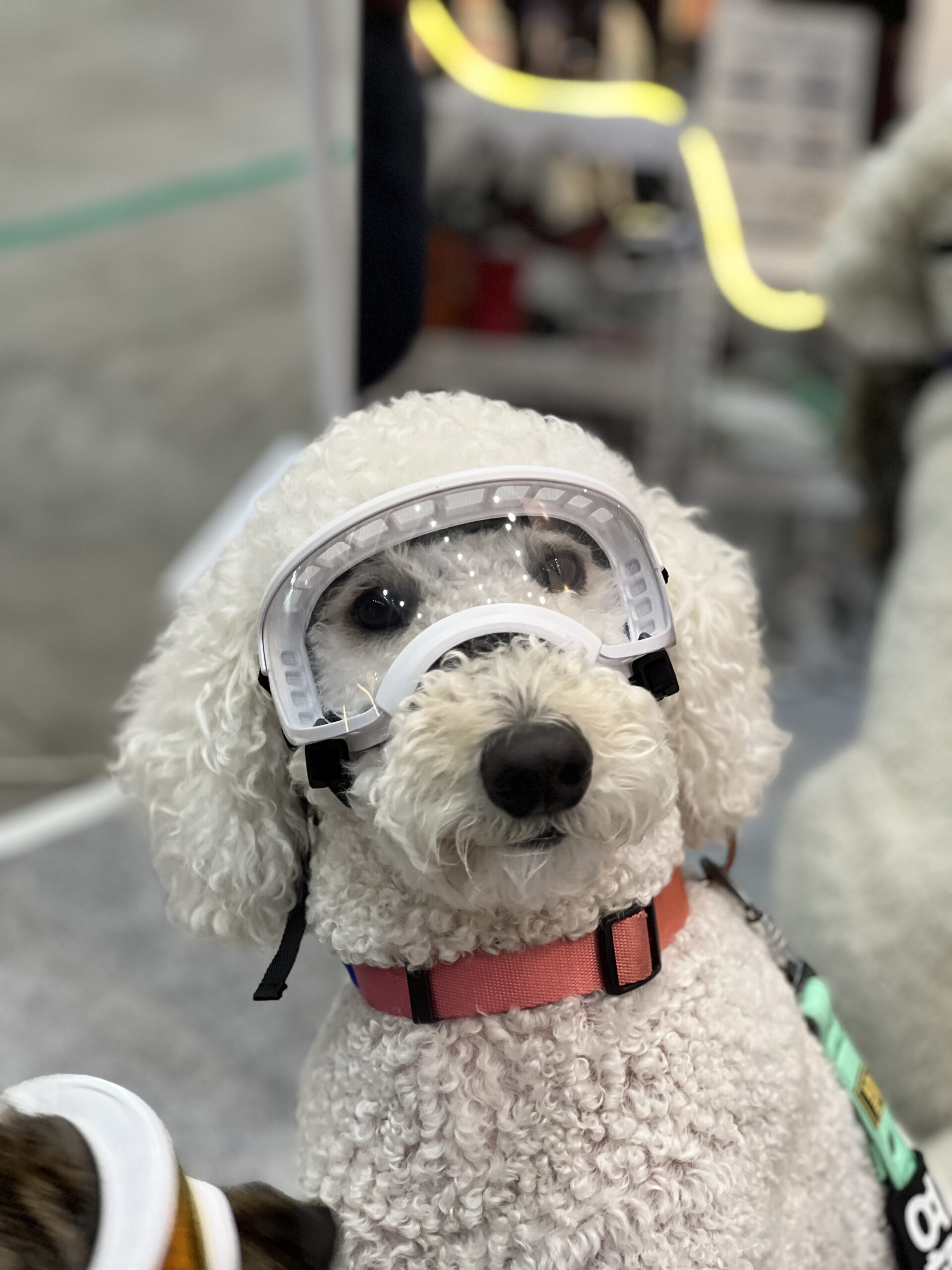Read more about the article Kyunglas Large Dog Goggles: Military-Grade Tested, World’s First Toric Lens for Dogs