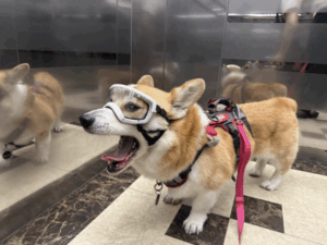 Read more about the article 견글라스 반려견 고글 사이즈 측정법