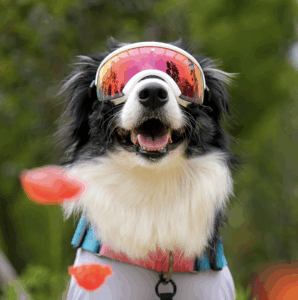 Read more about the article 햇빛에 찡그리는 우리 강아지, 그냥 둬도 괜찮을까요?강아지 백내장 고글이 필요한 이유