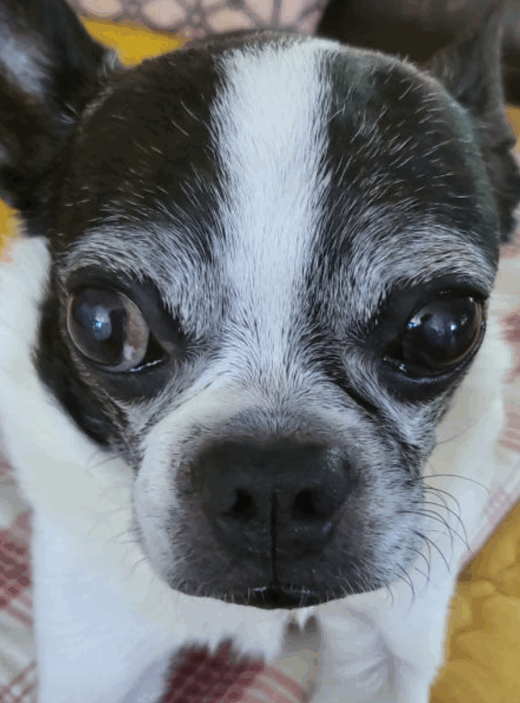 Close-up of a Boston Terrier's face with visible eye injury, highlighting the need for protective dog goggles like Kyunglas