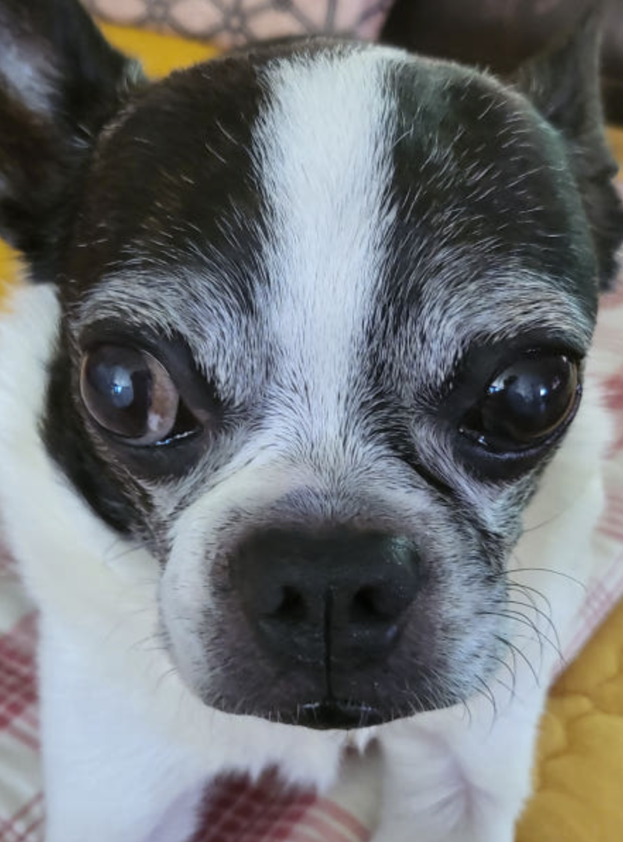 Read more about the article Boston Terrier Eye Injury – Corneal Ulcer Dog Case Protected by Kyunglas Goggles