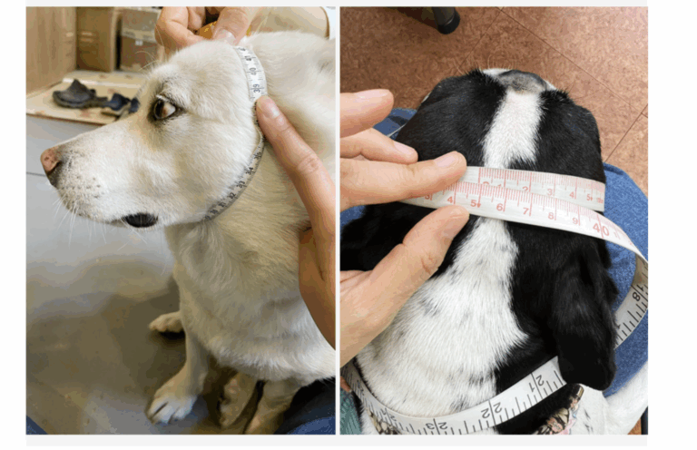 Size chart and measurement guide for Kyunglas dog goggles