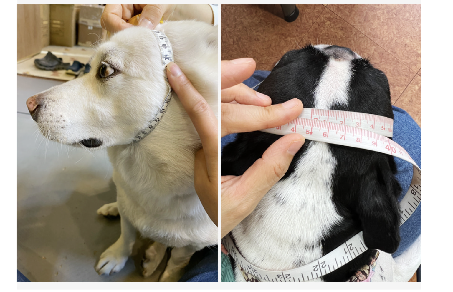 Read more about the article Kyunglas Size Guide: Find the Perfect Fit for Your Dog