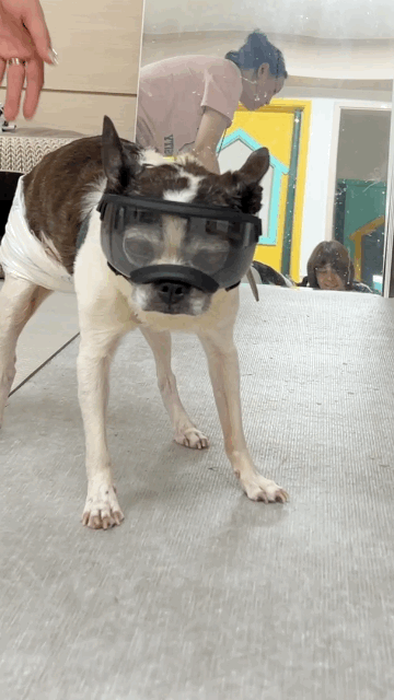 Boston Terrier wearing Kyunglas goggles with custom 7-point strap adjustment to prevent eye injury after corneal ulcer, shown during fitting session.